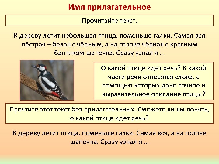 Птичий предложение. Птицы какие прилагательные. К дереву летит небольшая птица поменьше галки. Птица какой прилагательное. Птичка какая прилагательные.