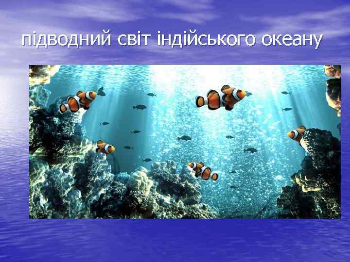 підводний світ індійського океану 