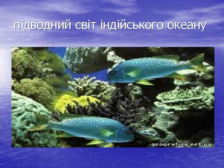 підводний світ індійського океану 