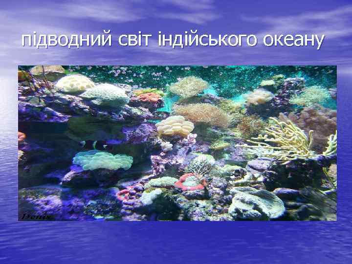 підводний світ індійського океану 