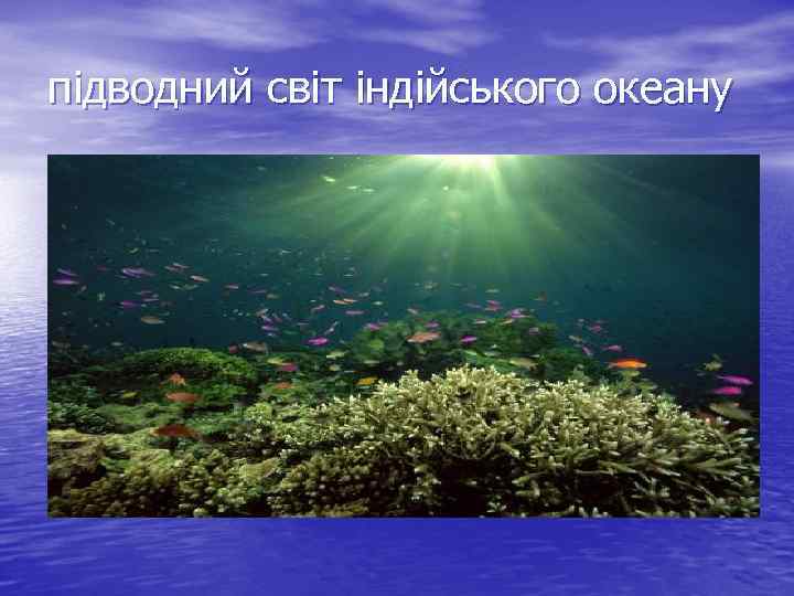 підводний світ індійського океану 