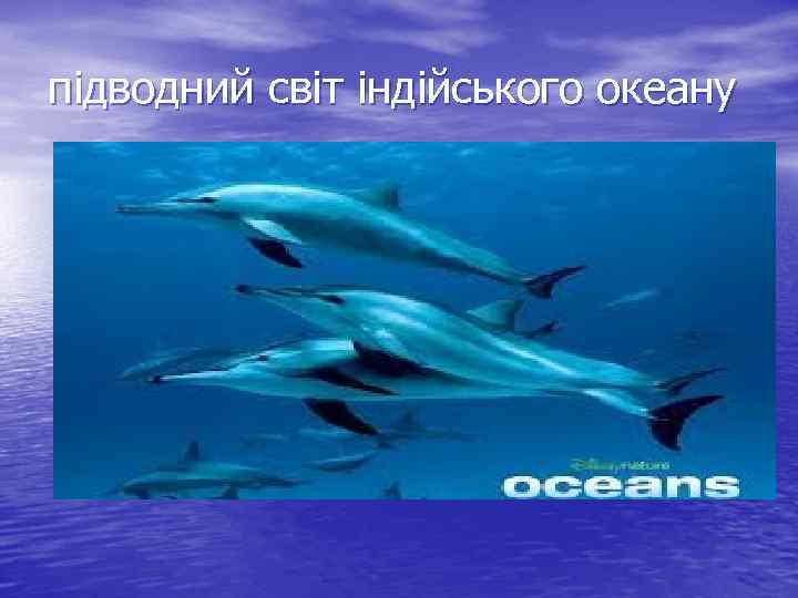 підводний світ індійського океану 