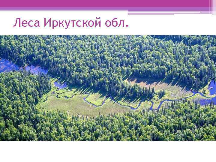 Леса Иркутской обл. 