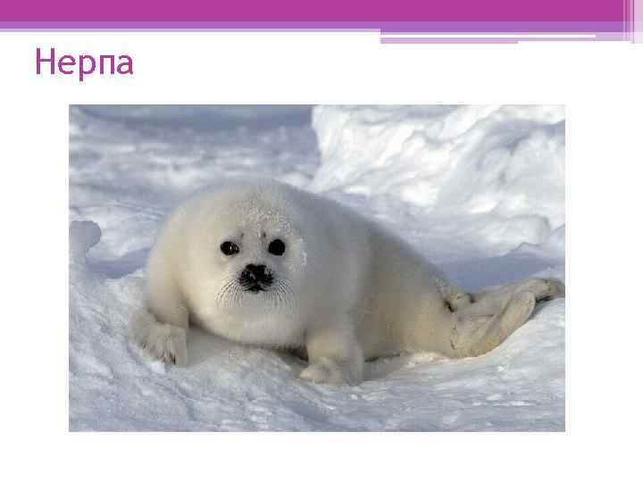Нерпа 