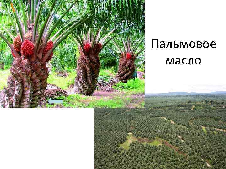 Пальмовое масло 