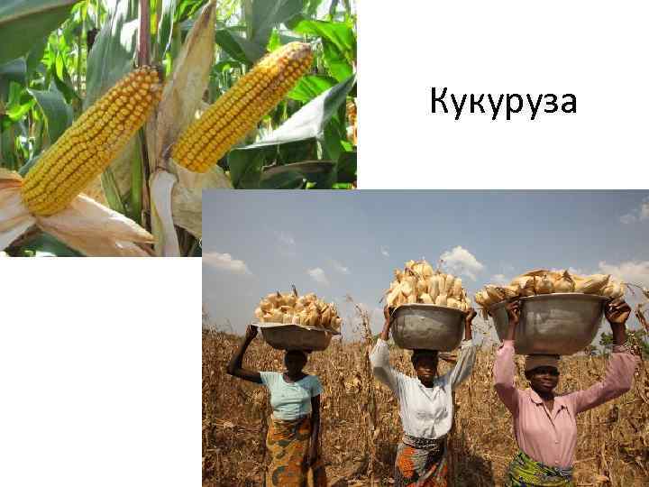 Кукуруза 