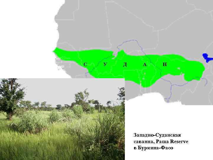 С У Д А Н Западно-Суданская саванна, Pama Reserve в Буркина-Фасо 