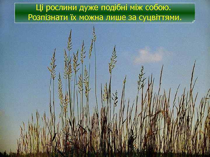 Ці рослини дуже подібні між собою. Розпізнати їх можна лише за суцвіттями. 