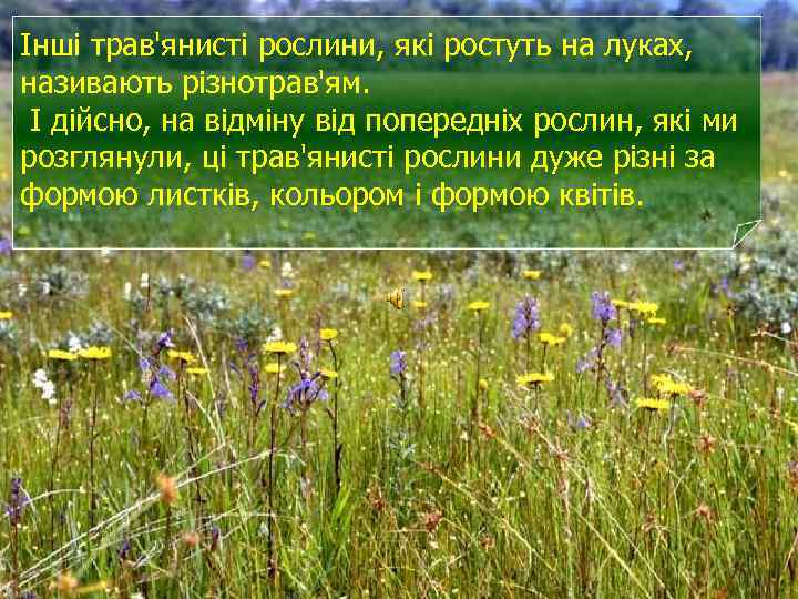 Інші трав'янисті рослини, які ростуть на луках, називають різнотрав'ям. І дійсно, на відміну від