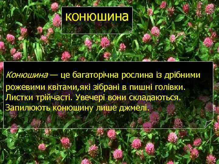 конюшина Конюшина — це багаторічна рослина із дрібними рожевими квітами, які зібрані в пишні