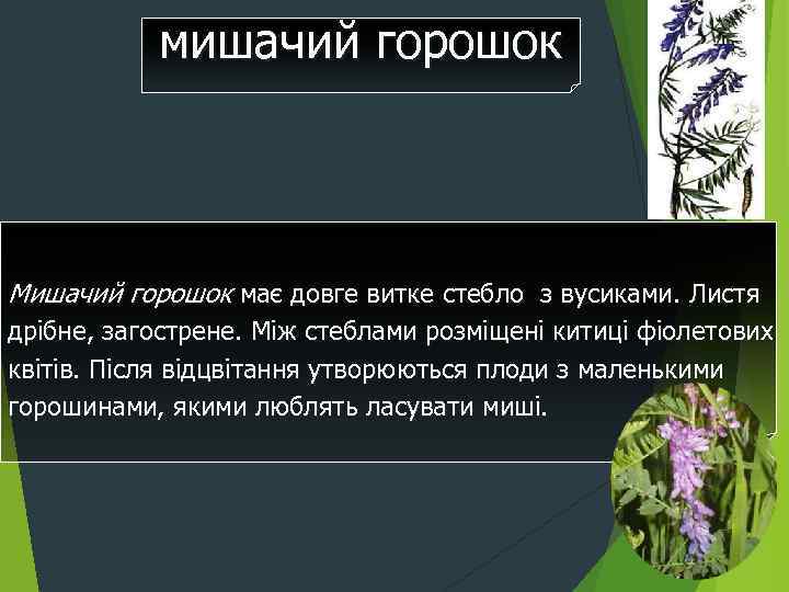 мишачий горошок Мишачий горошок має довге витке стебло з вусиками. Листя дрібне, загострене. Між