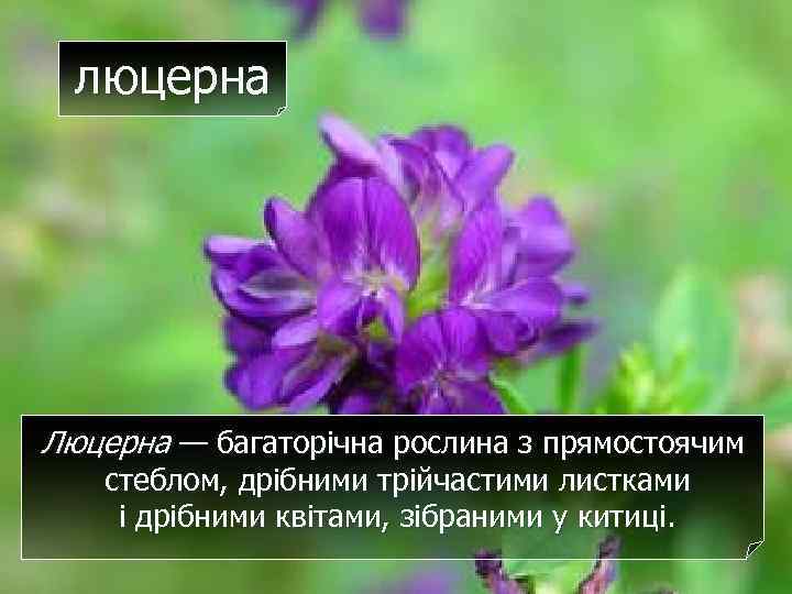 люцерна Люцерна — багаторічна рослина з прямостоячим стеблом, дрібними трійчастими листками і дрібними квітами,