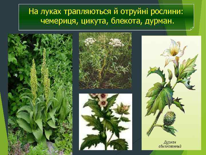 На луках трапляються й отруйні рослини: чемериця, цикута, блекота, дурман. 