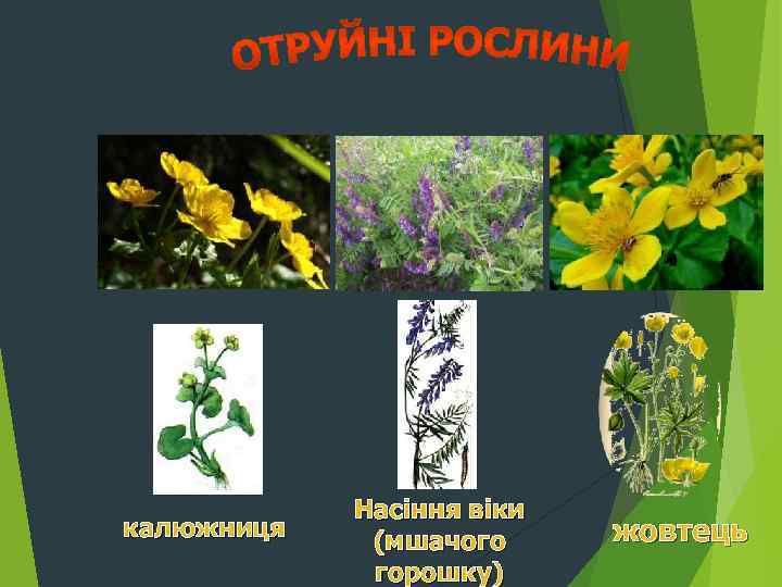 калюжниця Насіння віки (мшачого горошку) жовтець 