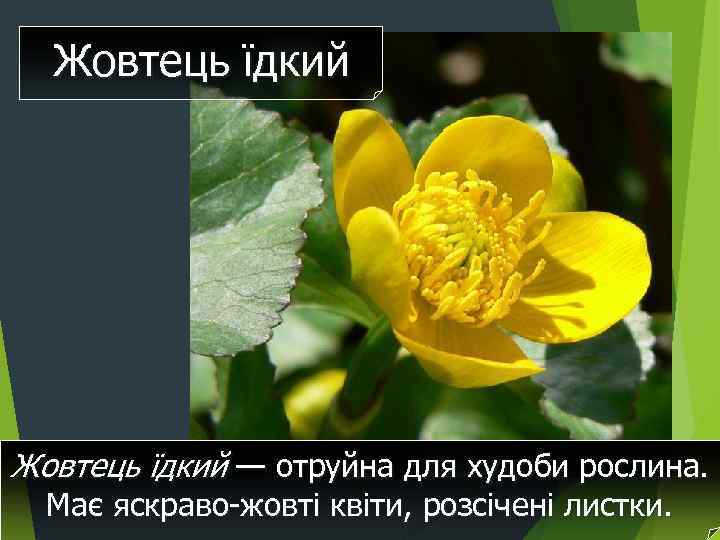Жовтець їдкий — отруйна для худоби рослина. Має яскраво-жовті квіти, розсічені листки. 