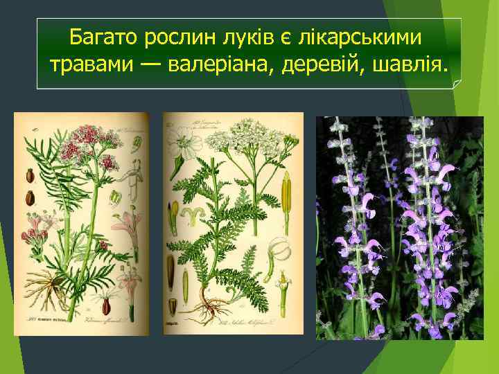 Багато рослин луків є лікарськими травами — валеріана, деревій, шавлія. 