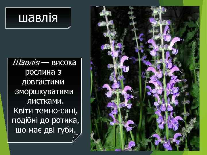 шавлія Шавлія — висока рослина з довгастими зморшкуватими листками. Квіти темно-сині, подібні до ротика,