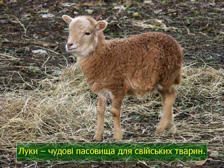 Луки – чудові пасовища для свійських тварин. 