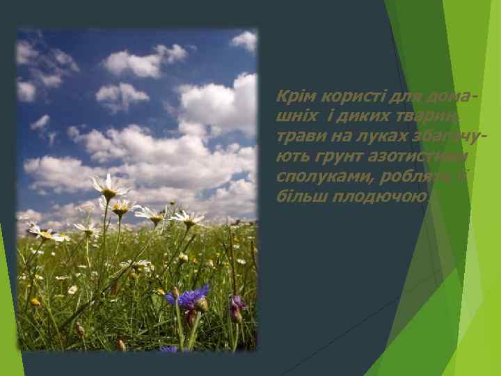 Крім користі для домашніх і диких тварин, трави на луках збагачують грунт азотистими сполуками,
