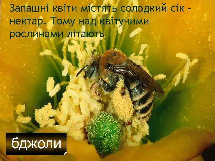 Запашні квіти містять солодкий сік – нектар. Тому над квітучими рослинами літають бджоли 