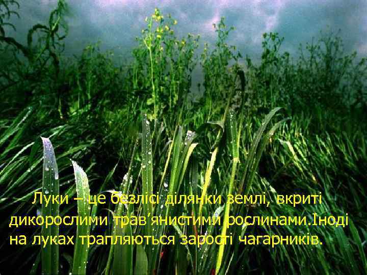 Луки – це безлісі ділянки землі, вкриті дикорослими трав’янистими рослинами. Іноді на луках трапляються