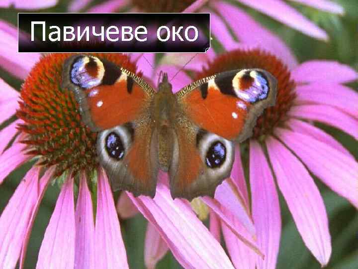 Павичеве око 