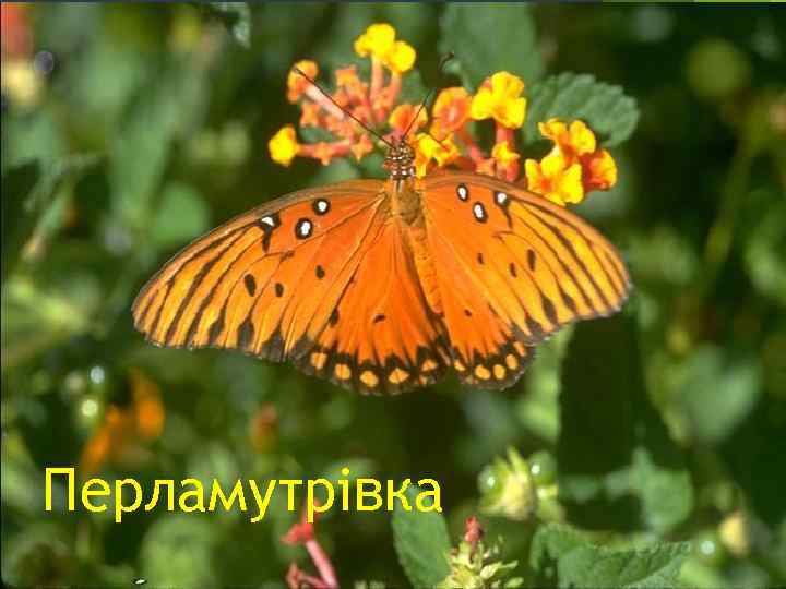 Перламутрівка 