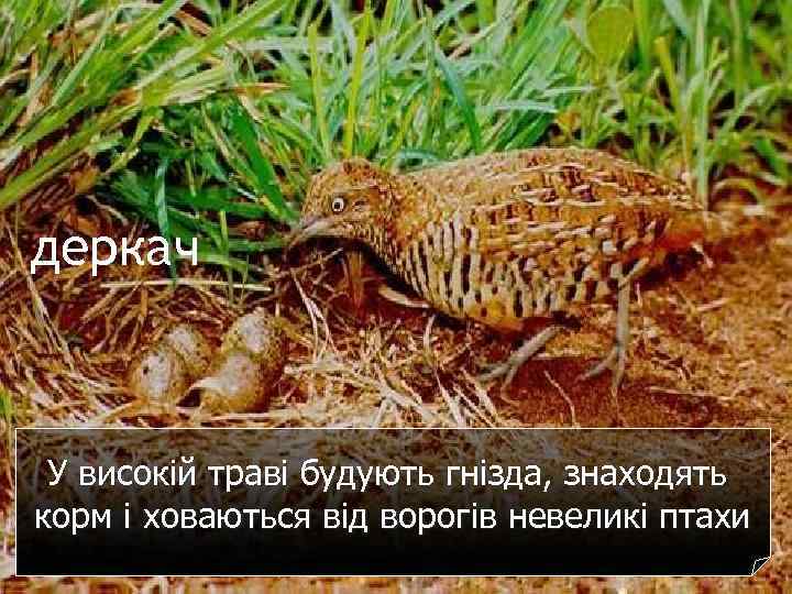 деркач У високій траві будують гнізда, знаходять корм і ховаються від ворогів невеликі птахи