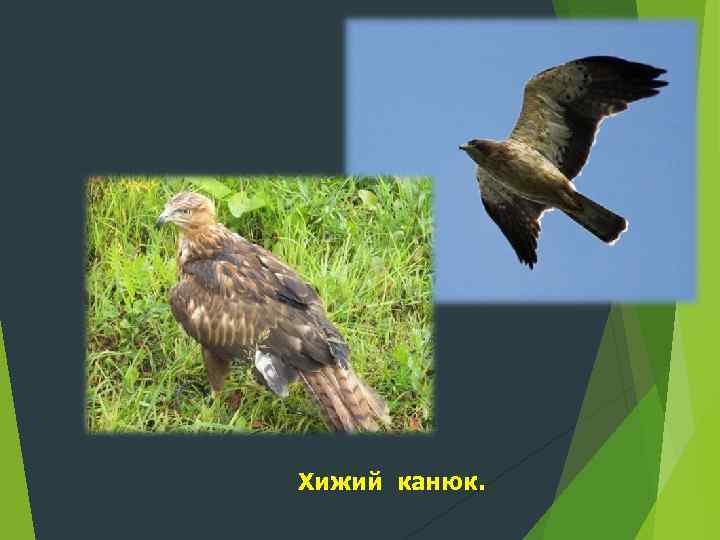 Хижий канюк. 