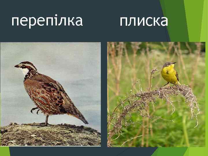 перепілка плиска 