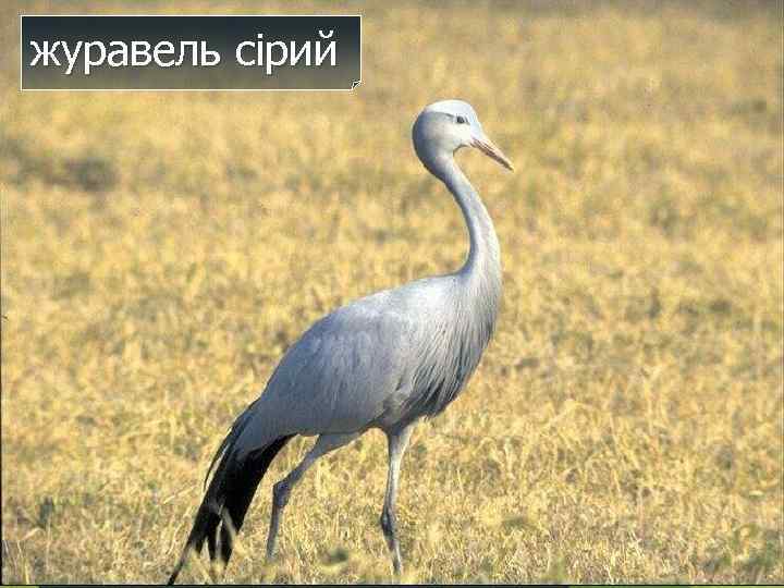 журавель сірий 