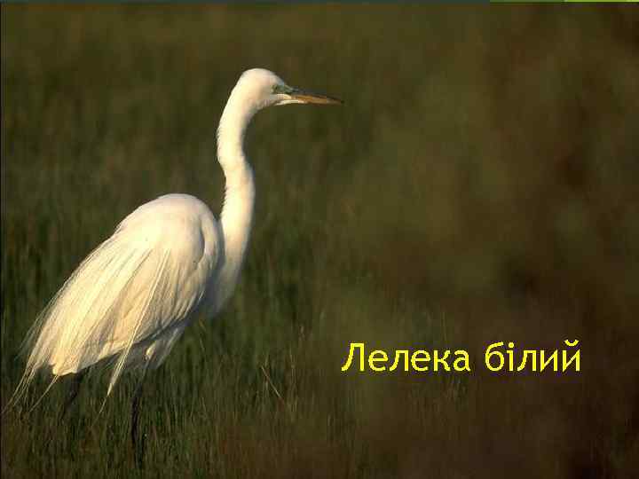 Лелека білий 