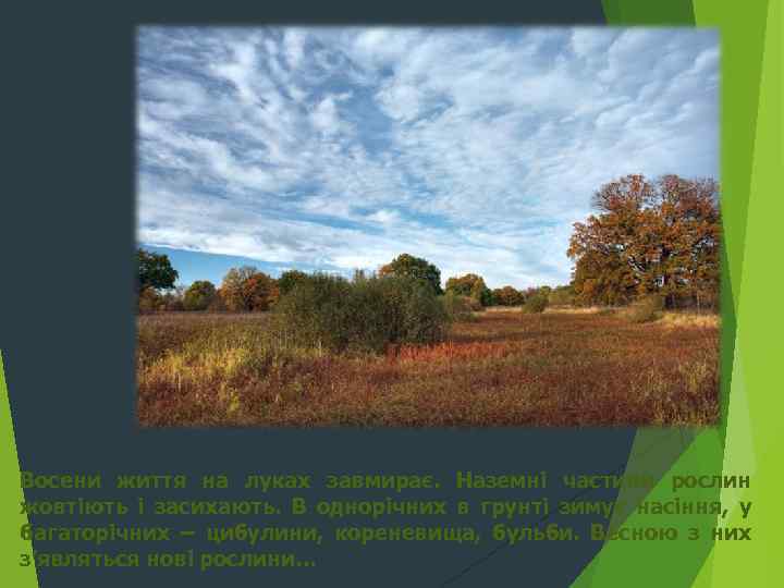 Восени життя на луках завмирає. Наземні частини рослин жовтіють і засихають. В однорічних в