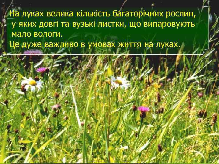На луках велика кількість багаторічних рослин, у яких довгі та вузькі листки, що випаровують