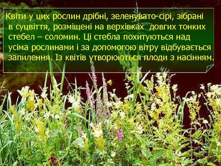 Квіти у цих рослин дрібні, зеленувато-сірі, зібрані в суцвіття, розміщені на верхівках довгих тонких