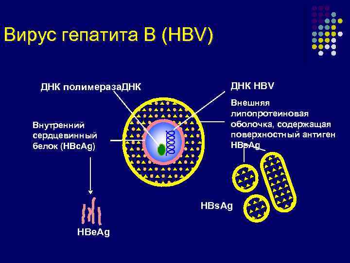 Вирус гепатита В (HBV) ДНК полимераза. ДНК Внутренний сердцевинный белок (HBc. Ag) ДНК HBV