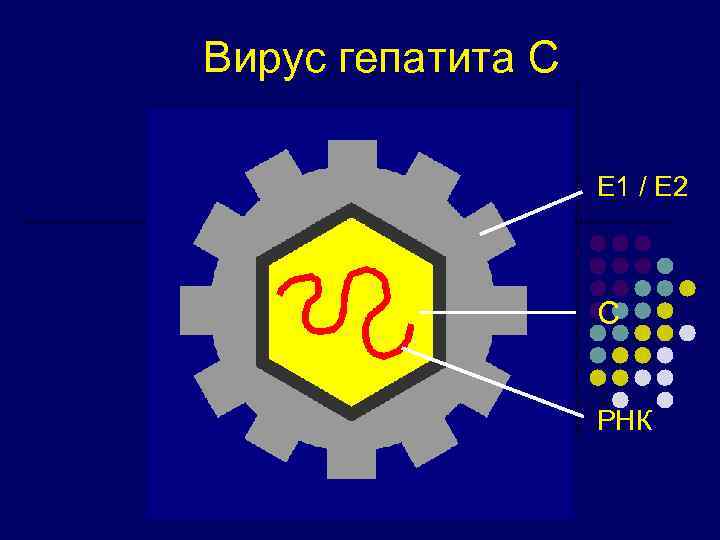 Вирус гепатита С E 1 / E 2 C РНК 