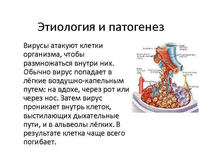 Этиология и патогенез Вирусы атакуют клетки организма, чтобы размножаться внутри них. Обычно вирус попадает