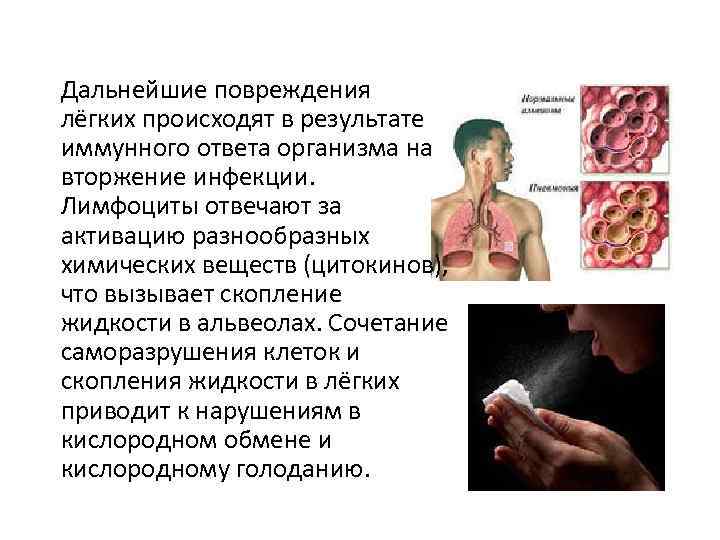 Дальнейшие повреждения лёгких происходят в результате иммунного ответа организма на вторжение инфекции. Лимфоциты отвечают