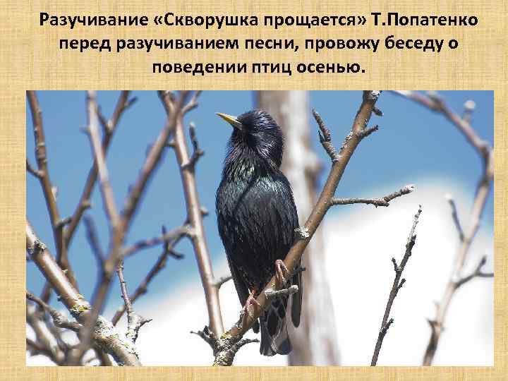 Разучивание «Скворушка прощается» Т. Попатенко перед разучиванием песни, провожу беседу о поведении птиц осенью.