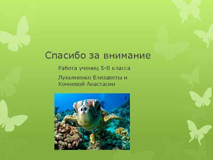 Спасибо за внимание Работа учениц 5 -В класса Лукьяненко Елизаветы и Кочневой Анастасии 