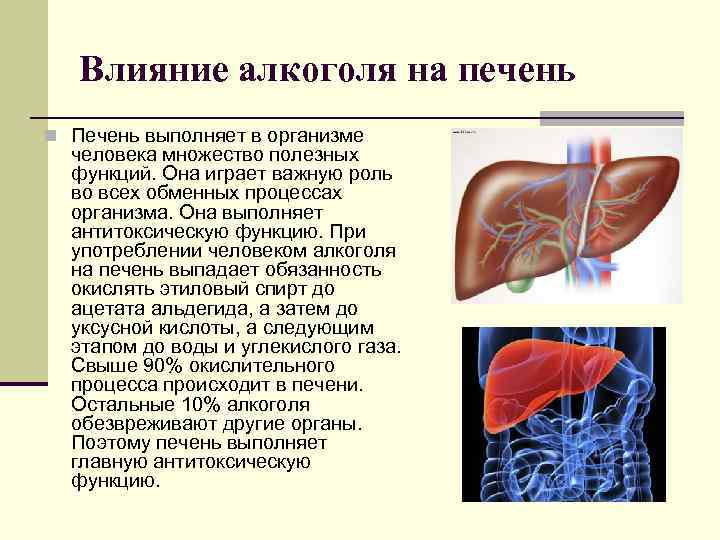 Влияние алкоголя на печень n Печень выполняет в организме человека множество полезных функций. Она