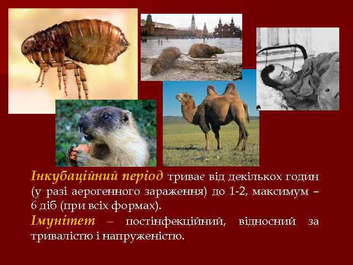 Інкубаційний період триває від декількох годин (у разі аерогенного зараження) до 1 -2, максимум