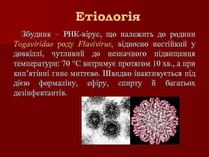Етіологія Збудник – РНК-вірус, що належить до родини Togaviridae роду Flavivirus, відносно нестійкий у