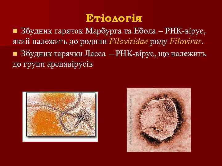 Етіологія Збудник гарячок Марбурга та Ебола – РНК-вірус, який належить до родини Filoviridae роду
