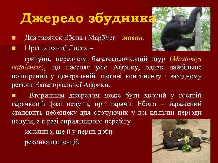 Джерело збудника Для гарячок Ебола і Марбург – мавпи. n При гарячці Ласса –