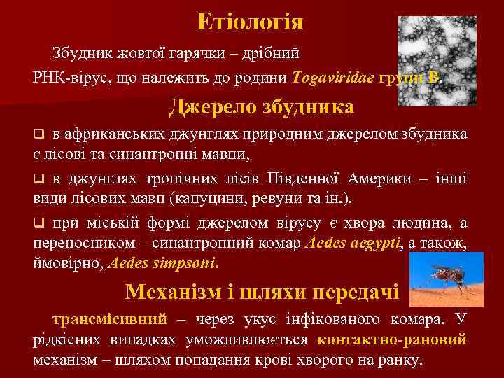 Етіологія Збудник жовтої гарячки – дрібний РНК-вірус, що належить до родини Togaviridae групи В.