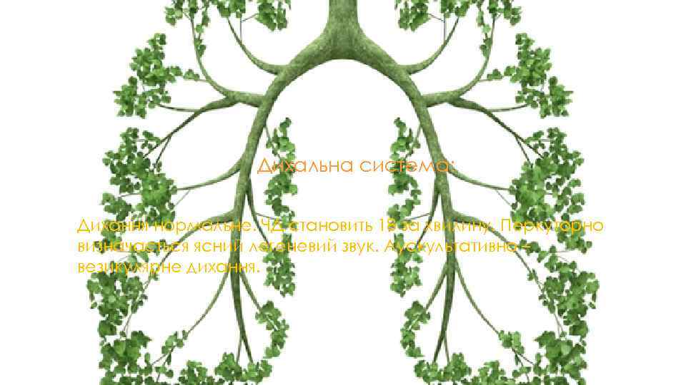 Дихальна система: Дихання нормальне. ЧД становить 18 за хвилину. Перкуторно визначається ясний легеневий звук.