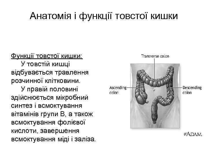 Анатомія і функції товстої кишки Функції товстої кишки: У товстій кишці відбувається травлення розчинної