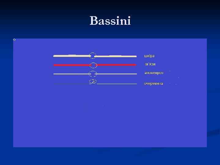Bassini 